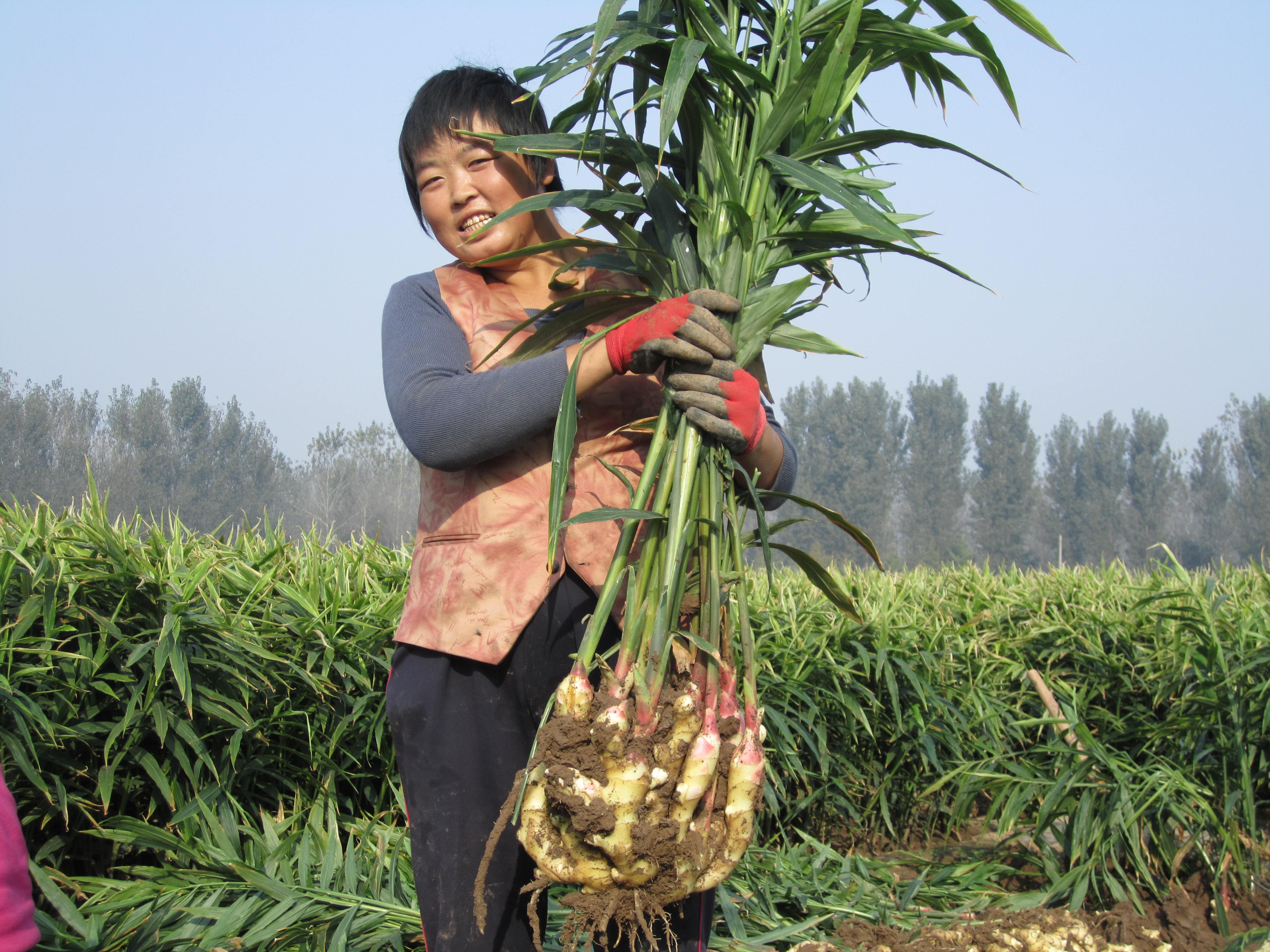 多花姜型黄精种植技术-中药材种苗网